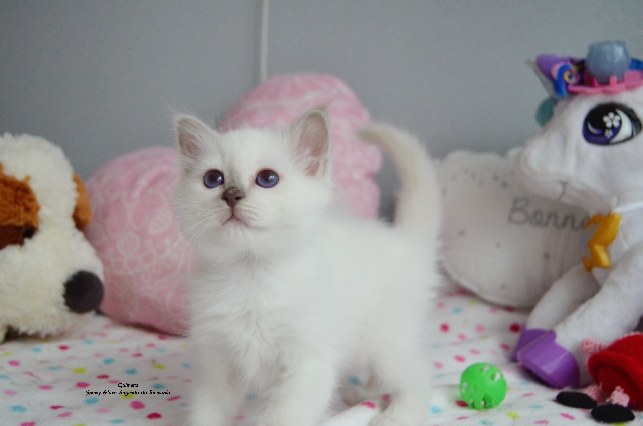 gatitos, sagrados de birmania, gatos, gatos de raza, birmanos